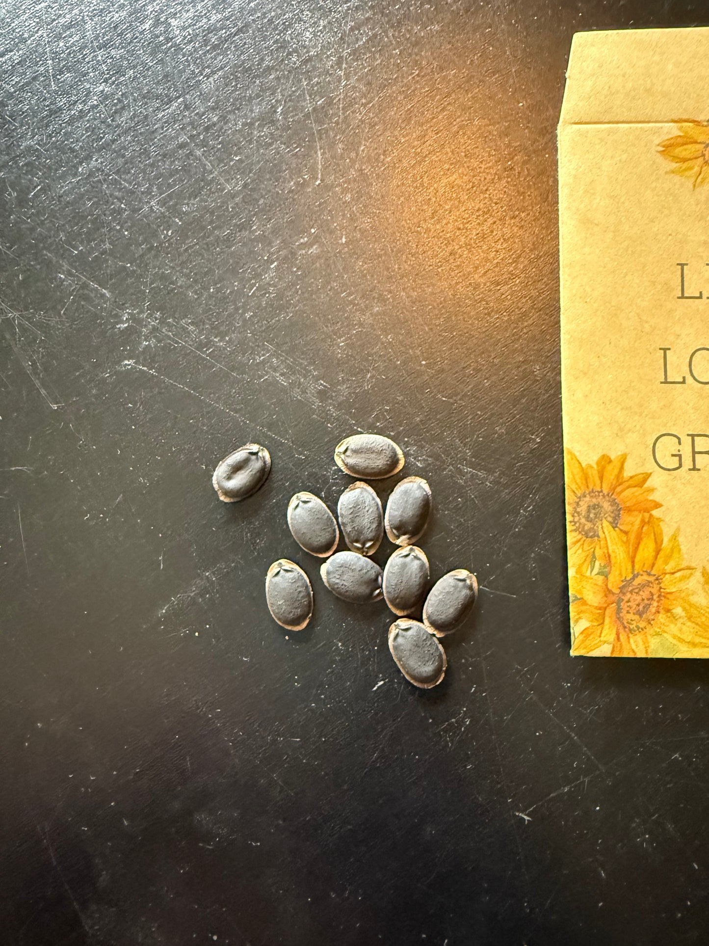 Luffa Seeds
