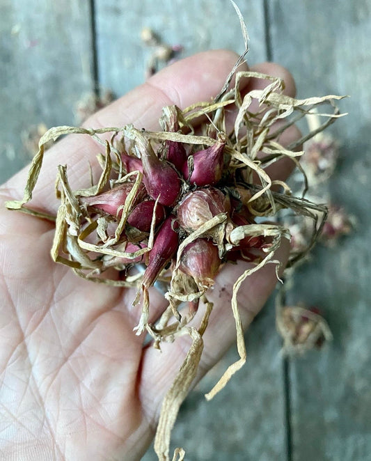 Egyptian Walking Onions