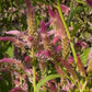 Bees' Mix Celosia Seeds