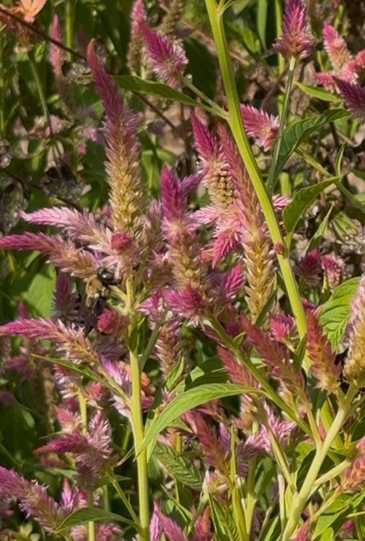 Bees' Mix Celosia Seeds