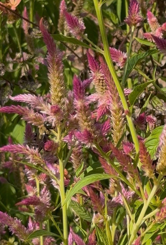 Bees' Mix Celosia Seeds